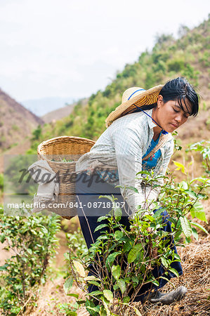 Collecting tea leaves, only the young tea leaves are picked to be dried, Shan State, Myanmar (Burma), Asia