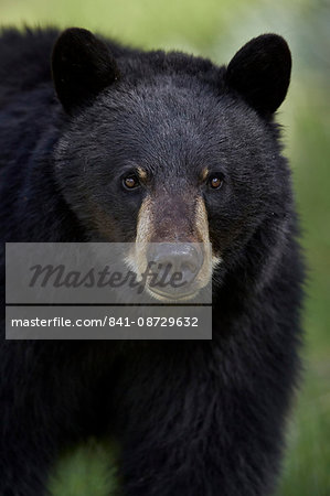 Black bear (Ursus americanus), Yellowstone National Park, Wyoming, United States of America, North America