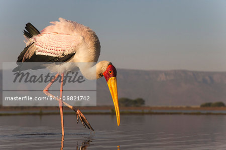 Yellowbilled stork (Mycteria ibis), Zimanga private game reserve, KwaZulu-Natal, South Africa, Africa