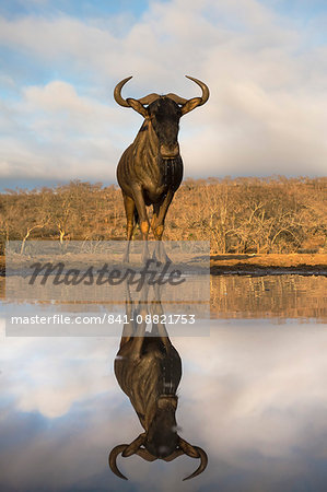 Common (blue) wildebeest (gnu) (Connochaetes taurinus) with reflection at waterhole, Zimanga private game reserve, KwaZulu-Natal, South Africa, Africa Common (blue) wildebeest (gnu) (Connochaetes taurinus) with reflection at waterhole, Zimanga private game reserve, KwaZulu-Natal, South Africa, Africa