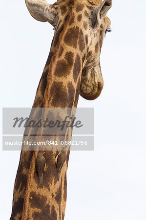 Giraffe (Giraffa camelopardalis) with redbilled oxpeckers (Buphagus erythrorhynchus), Kruger National Park, South Africa, Africa