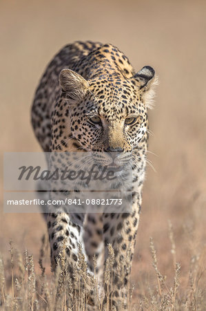 Leopard female (Panthera pardus), Kgalagadi Transfrontier Park, South Africa, Africa