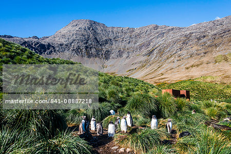 Gentoo Penguin (Pygoscelis papua) colony, Godthul, South Georgia, Antarctica, Polar Regions