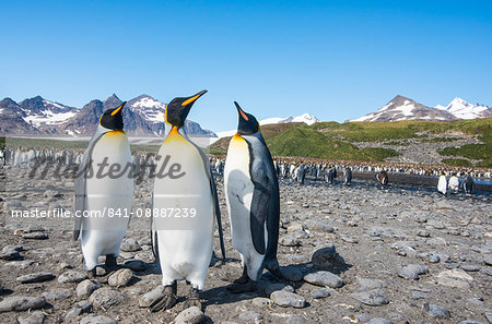 King penguins (Aptenodytes patagonicus), Salisbury Plain, South Georgia, Antarctica, Polar Regions King penguins (Aptenodytes patagonicus), Salisbury Plain, South Georgia, Antarctica, Polar Regions
