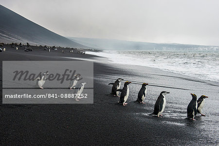 Chinstrap penguin group (Pygoscelis antarctica), Saunders island, South Sandwich Islands, Antarctica, Polar Regions Chinstrap penguin group (Pygoscelis antarctica), Saunders island, South Sandwich Islands, Antarctica, Polar Regions