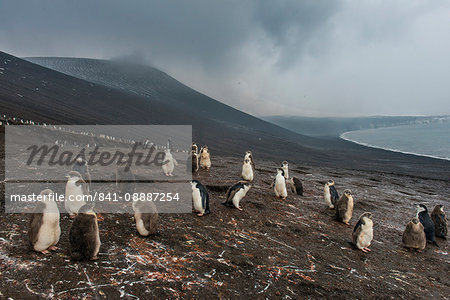 Chinstrap penguin colony (Pygoscelis antarctica), Saunders Island, South Sandwich Islands, Antarctica, Polar Regions