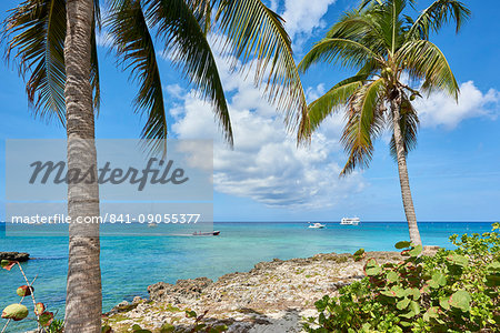 Turquoise water framed by coconut trees, in George Town, Cayman Islands, West Indies, Caribbean, Central America