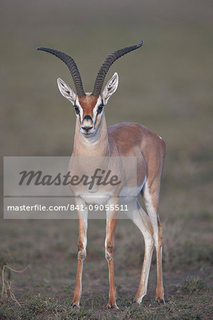 Grant's Gazelle (Gazella granti) buck, Ngorongoro Conservation Area, Tanzania, East Africa, Africa