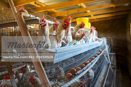 Chickens laying their eggs in cages, Lesotho, Africa