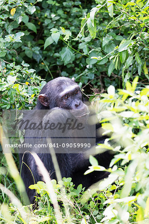 Common Chimpanzee (Pan troglodytes), Kyambura Gorge, Queen Elizabeth National Park, Uganda, Africa