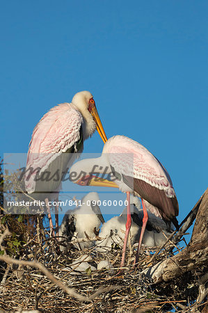 Yellow-billed stork (Mycteria ibis) on nest, Chobe River, Botswana, Africa
