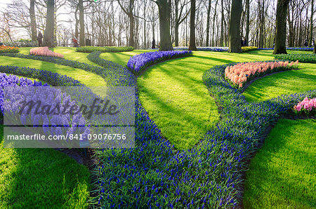 Green gardens of flowers in bloom in spring at the Keukenhof Botanical Garden, Lisse, South Holland, The Netherlands, Europe