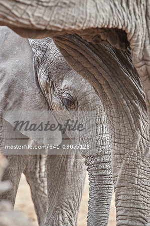 African elephant (Loxodonta africana), Kruger National Park, South Africa, Africa
