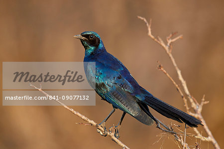 Burchell's glossy starling (Burchell's starling) (Lamprotornis australis), Kruger National Park, South Africa, Africa