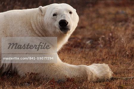 Alert polar bear (Ursus maritimus) on sub-arctic tundra grassland north of Churchill in Manitoba, Canada, North America