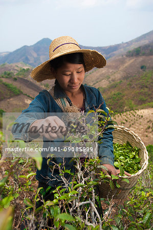 A woman collects teas leaves in the hills surrounding Kalaw Shan State, Myanmar (Burma), Asia
