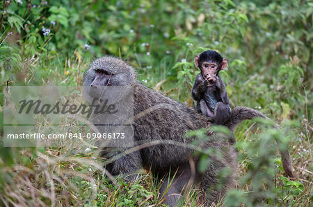 Olive baboon with baby on back (Papio anubis), Arusha National Park, Tanzania, East Africa, Africa