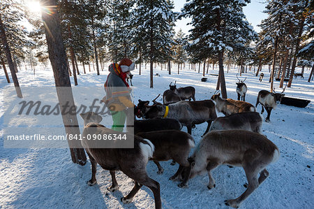 A young Sami woman feeding reindeers, Nutti Sami village, Jukkasjarvi, Sweden, Scandinavia, Europe