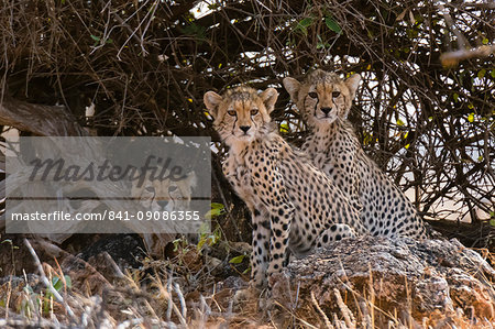 Portrait of three cheetah cubs (Acinonyx jubatus), Samburu National Reserve, Kenya, East Africa, Africa