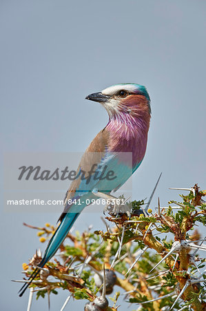 Racket-tailed roller (Coracias spatulata), Selous Game Reserve, Tanzania, East Africa, Africa