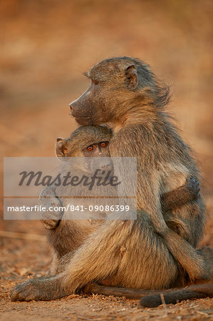 Chacma baboon (Papio ursinus) comforting a young one, Kruger National Park, South Africa, Africa