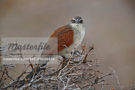 White-browed coucal (Centropus superciliosus), Selous Game Reserve, Tanzania, East Africa, Africa