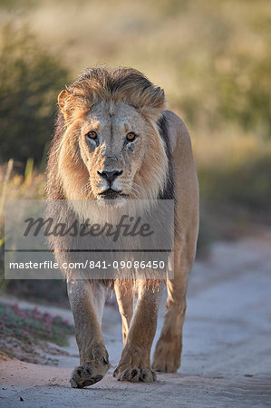 Lion (Panthera leo), Kgalagadi Transfrontier Park, South Africa, Africa