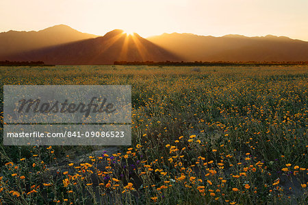 Desert sunflowers, Anza-Borrego Desert State Park, Borrego Springs, California, United States of America, North America Desert sunflowers, Anza-Borrego Desert State Park, Borrego Springs, California, United States of America, North America