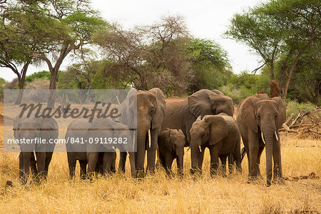 A family of elephants (Loxondonta africana) with their young standing together in Tarangire National Park, Tanzania, East Africa, Africa