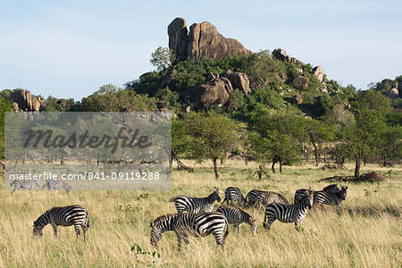 Burchells zebra (Equus burchelli) near a kopjes, in Serengeti National Park, UNESCO World Heritage Site, Tanzania, East Africa, Africa