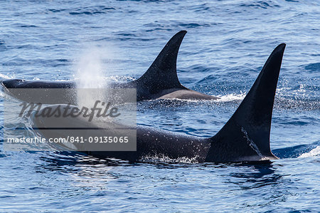 Adult bull Type D (sub-Antarctic) killer whale (Orcinus orca), surfacing in the Drake Passage, Antarctica, Polar Regions