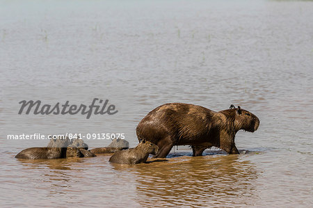 Adult capybara (Hydrochoerus hydrochaeris), with young, Porto Jofre, Mato Grosso, Pantanal, Brazil, South America