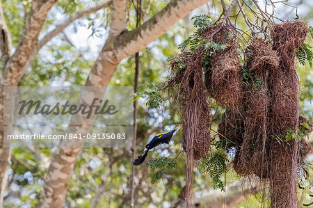 A yellow-rumped cacique (Cacicus cela) nest near Porto Jofre, Mato Grosso, Brazil, South America