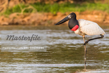 An adult jabiru (Jabiru mycteria), Porto Jofre, Mato Grosso, Pantanal, Brazil, South America