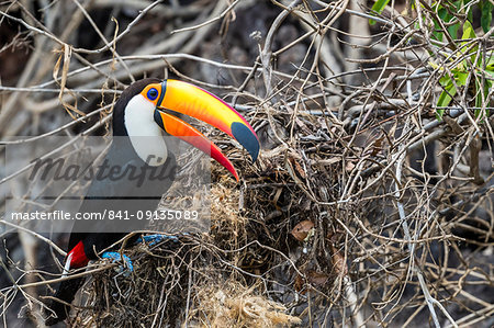 An adult toco toucan (Ramphastos toco), raiding a nest near Porto Jofre, Mato Grosso, Brazil, South America