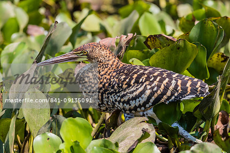 A juvenile rufescent tiger heron (Tigrisoma lineatum), Pouso Alegre Fazenda, Brazil, South America