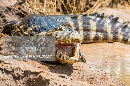 An adult yacare caiman (Caiman yacare) on the riverbank near Porto Jofre, Mato Grosso, Brazil, South America An adult yacare caiman (Caiman yacare) on the riverbank near Porto Jofre, Mato Grosso, Brazil, South America