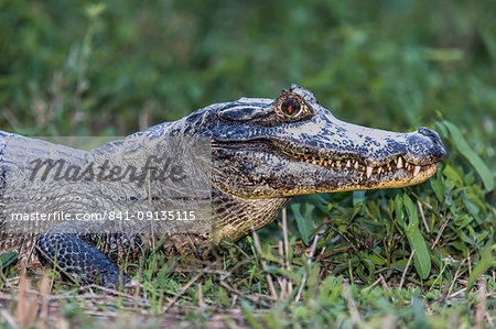 An adult yacare caiman (Caiman yacare), head detail, Pousado Alegre, Mato Grosso, Brazil, South America