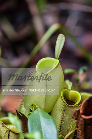 Pitcher plant in the rain forest, Tanjung Puting National Park, Kalimantan, Borneo, Indonesia, Southeast Asia, Asia