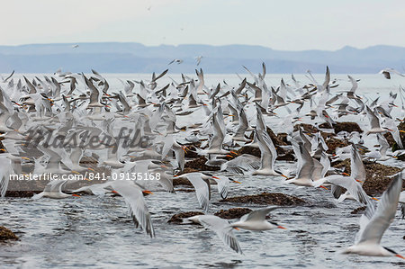 Elegant terns (Thalasseus elegans) in flight at breeding colony on Isla Rasa, Baja California, Mexico, North America Elegant terns (Thalasseus elegans) in flight at breeding colony on Isla Rasa, Baja California, Mexico, North America