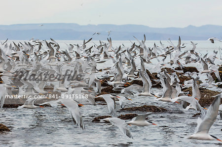 Elegant terns (Thalasseus elegans) in flight at breeding colony on Isla Rasa, Baja California, Mexico, North America