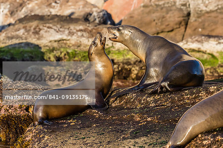 Young California sea lions (Zalophus californianus) mock fighting, Isla San Pedro Martir, Baja California, Mexico, North America