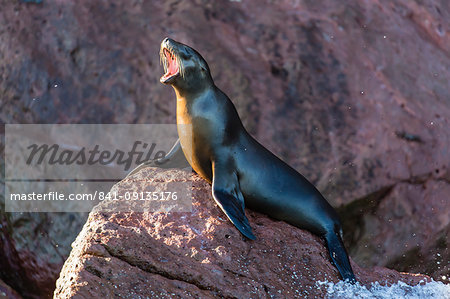 Young California sea lion (Zalophus californianus) barking, Los Islotes, Baja California Sur, Mexico, North America