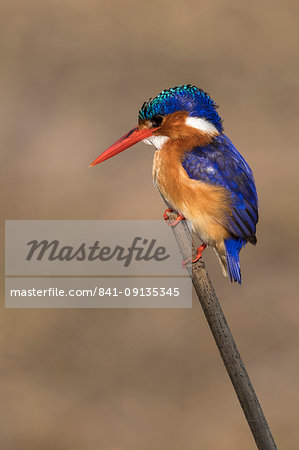 Malachite kingfisher (Alcedo cristata), Chobe River, Botswana, Africa
