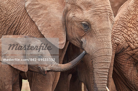 African Elephant (Loxodonta africana) mother and young, Addo Elephant National Park, South Africa, Africa