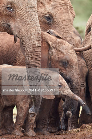 African Elephant (Loxodonta africana) group, Addo Elephant National Park, South Africa, Africa