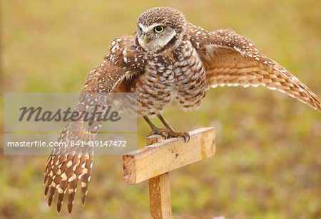 Burrowing Owl (Athene cunicularia) spreading wings in the rain, United States of America, North America