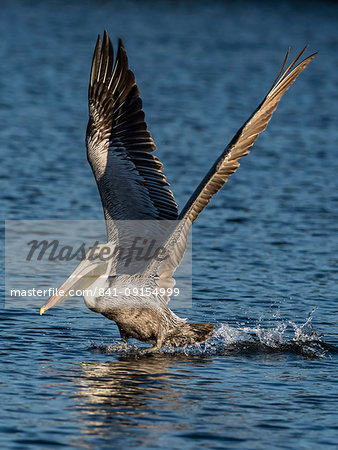 Adult brown pelican (Pelecanus occidentalis) taking flight on the Homosassa River, Florida, United States of America, North America