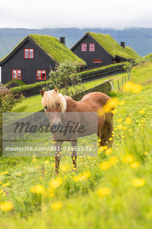 Horse in green meadows, Kirkjubour, Streymoy island, Faroe Islands, Denmark, Europe