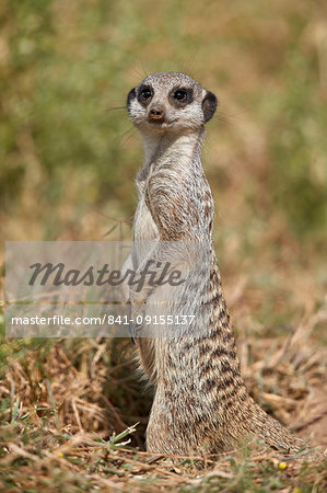 Meerkat (Suricate) (Suricata suricatta), Mountain Zebra National Park, South Africa, Africa